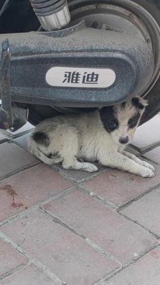 狗狗·田园犬·无名