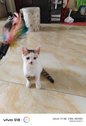 猫咪·三花·还没取名字
