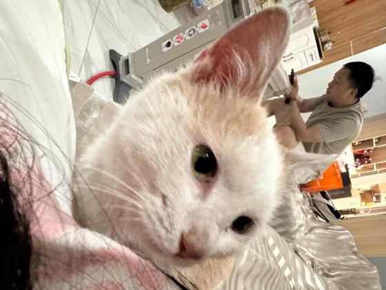 猫咪·中华田园猫·咪咪