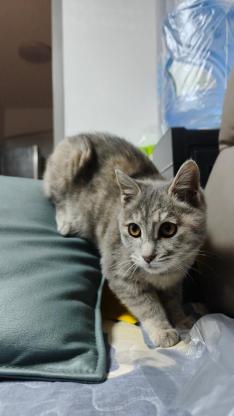 猫咪·灰狸花·十一