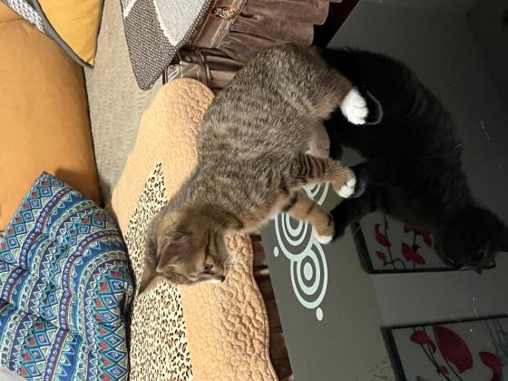 猫咪·梨花·未取名猫崽