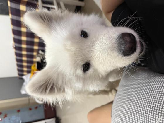 狗狗·萨摩耶·无