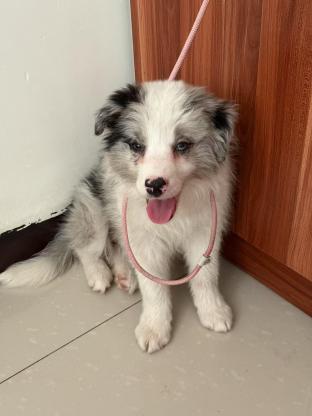 狗狗·陨边·coco