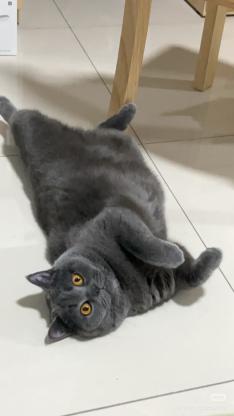 猫咪·蓝猫·摸鱼儿