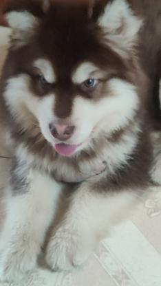 狗狗·阿拉斯加  咖啡色·呆呆