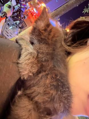 猫咪·串·吵吵