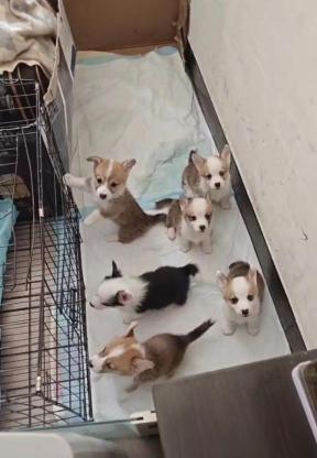 狗狗·柯基·幼犬