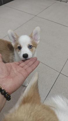 狗狗·柯基·幼犬柯基