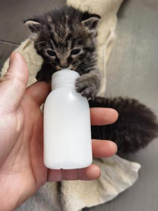 猫咪·梨花·小猫