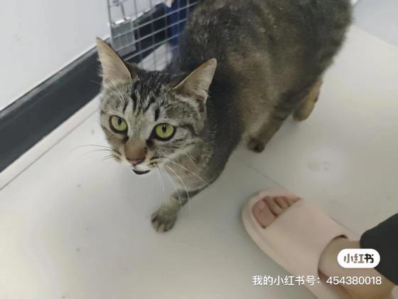 猫咪·纯种梨花猫·梨花妹妹