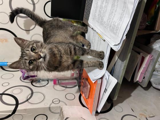 猫咪·狸花·梨花妹妹