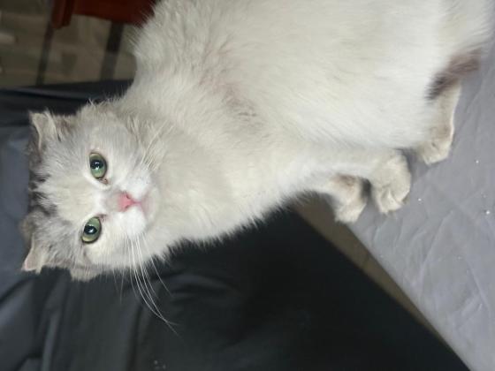 猫咪·不知道·无