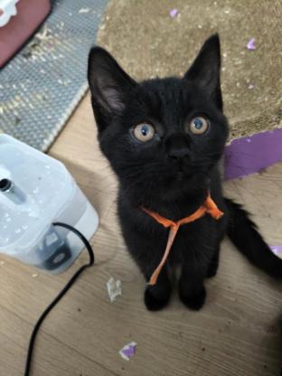 猫咪·蓝猫串·未取名