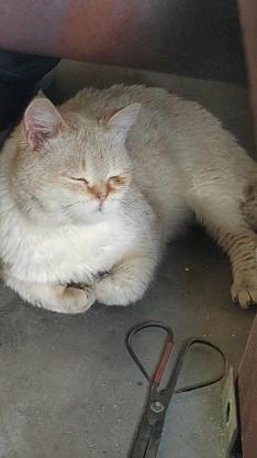 猫咪·银渐层·可可