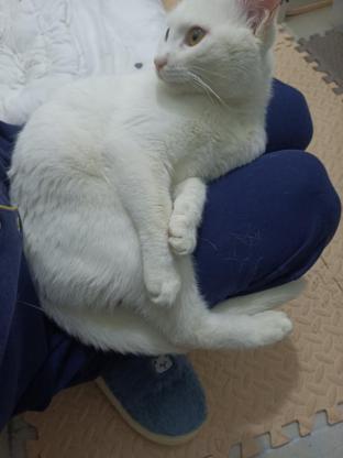 猫咪·白猫·小朗