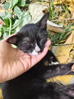 猫咪·奶牛猫·小奶牛