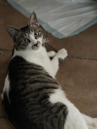 猫咪·田园猫·小咪