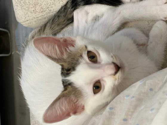 猫咪·简州猫·小小咪