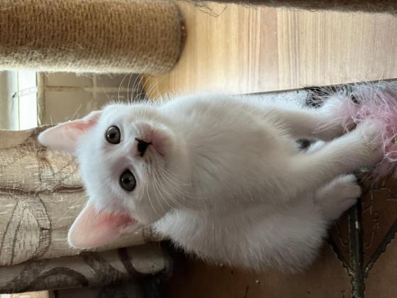 猫咪·简州猫·小小咪