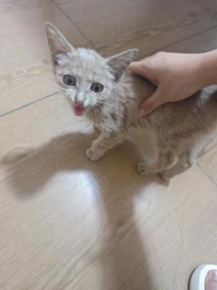 猫咪·咖色狸花·未取名