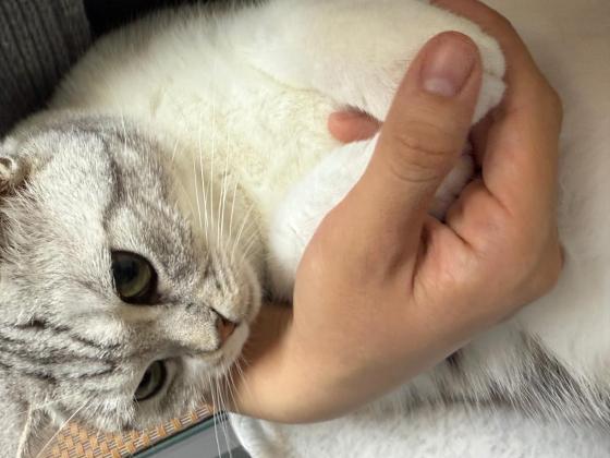 猫咪·美短·牛奶