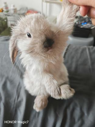 小宠·垂耳兔子·板牙