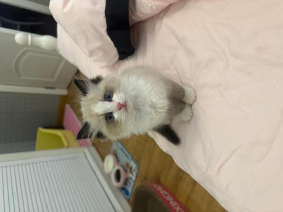 猫咪·布偶·呦呦