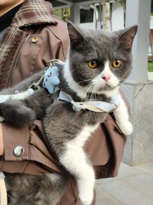 猫咪·英短蓝白·初一