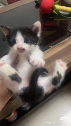 猫咪·奶牛猫·无