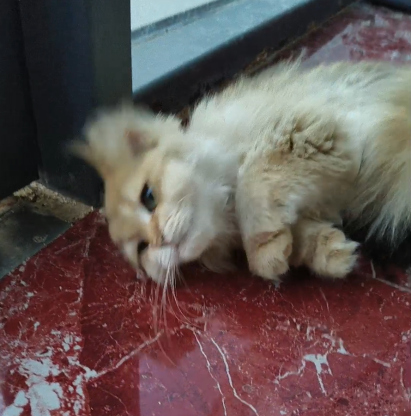 猫咪·金渐层·小金