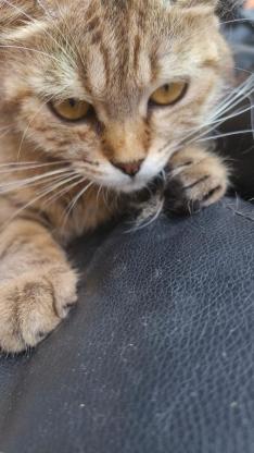 猫咪·狸花猫·小狸花