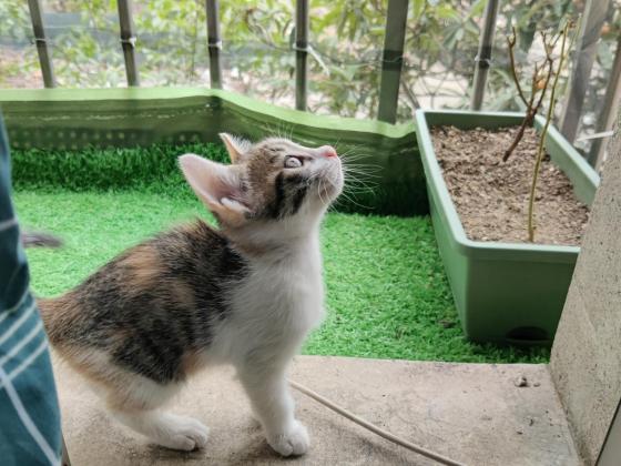 猫咪·中华田园猫·小奶猫