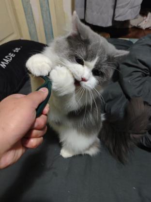 猫咪·长毛蓝白·元宝