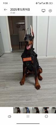 狗狗·杜宾犬·小七