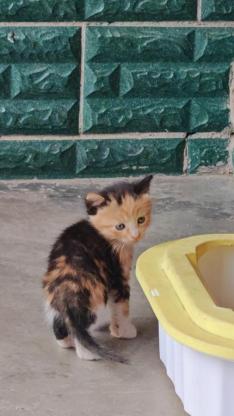 猫咪·田园猫·三花妹妹