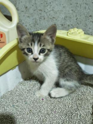 猫咪·田园猫·狸花妹妹