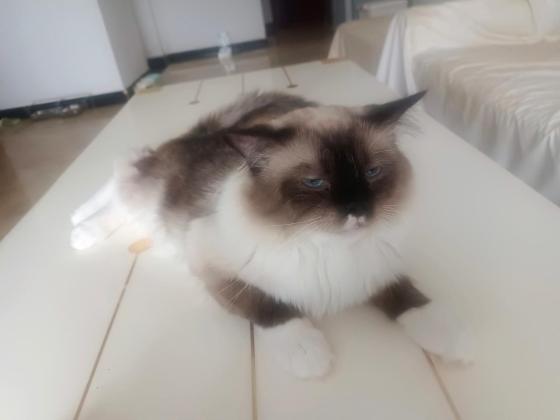 猫咪·布偶·汤圆