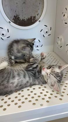 猫咪·狸花吧·没有