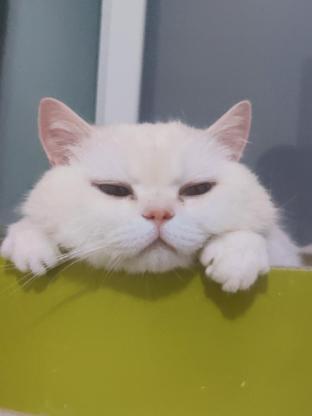 猫咪·金点·团团
