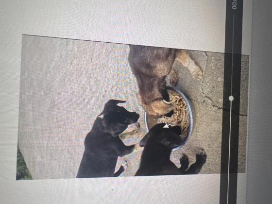狗狗·中华田园犬·还没取
