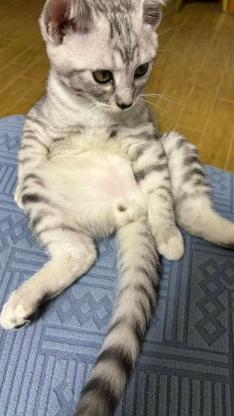 猫咪·银渐层·还没取
