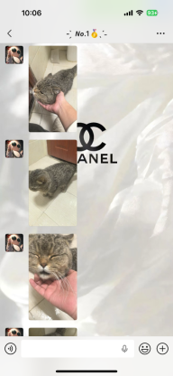 猫咪·金渐层串·没有