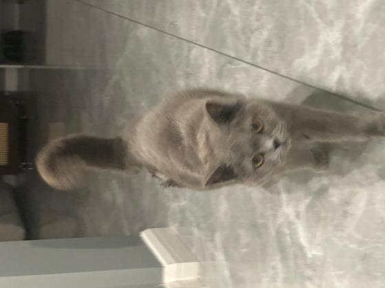 猫咪·蓝猫·咪咪