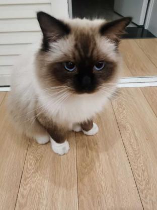 猫咪·布偶·嘟嘟