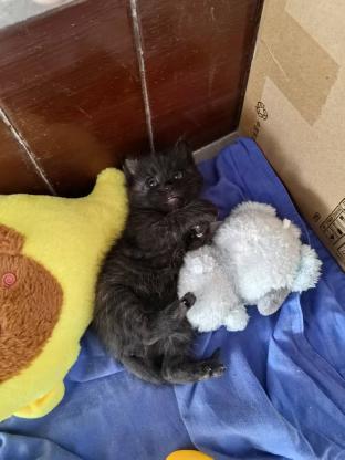 猫咪·玄猫·小黑