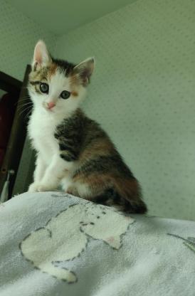 猫咪·彩狸·小奶猫