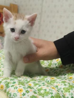 猫咪·橘白猫·点点