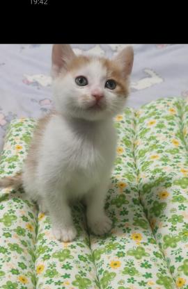 猫咪·橘白猫·小橘