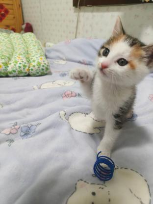 猫咪·彩梨·三花