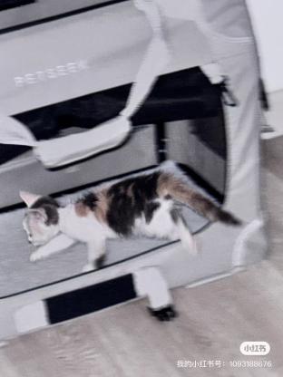 猫咪·田园·三花